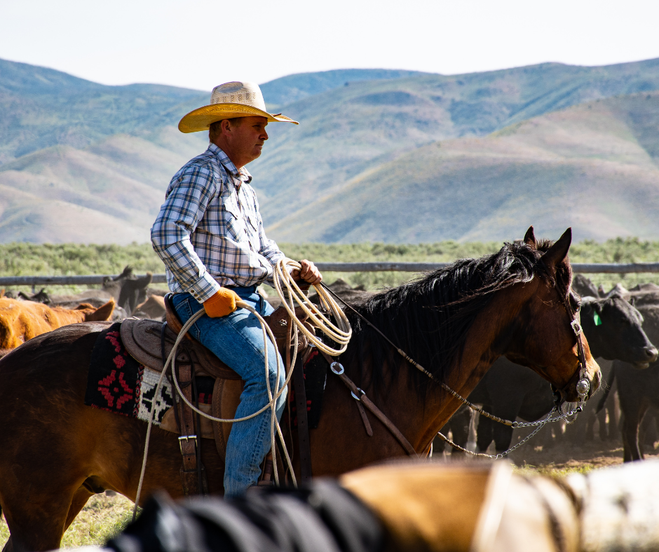 Cowboy wearing jeans in the country side.